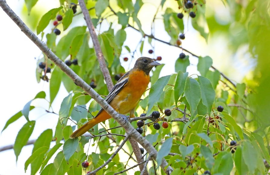 Vogel sitzt in Kirschbaum